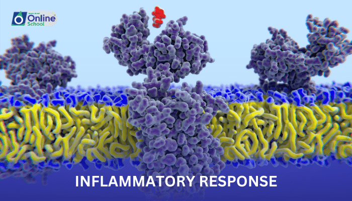 Lesson 08: Inflammatory Response